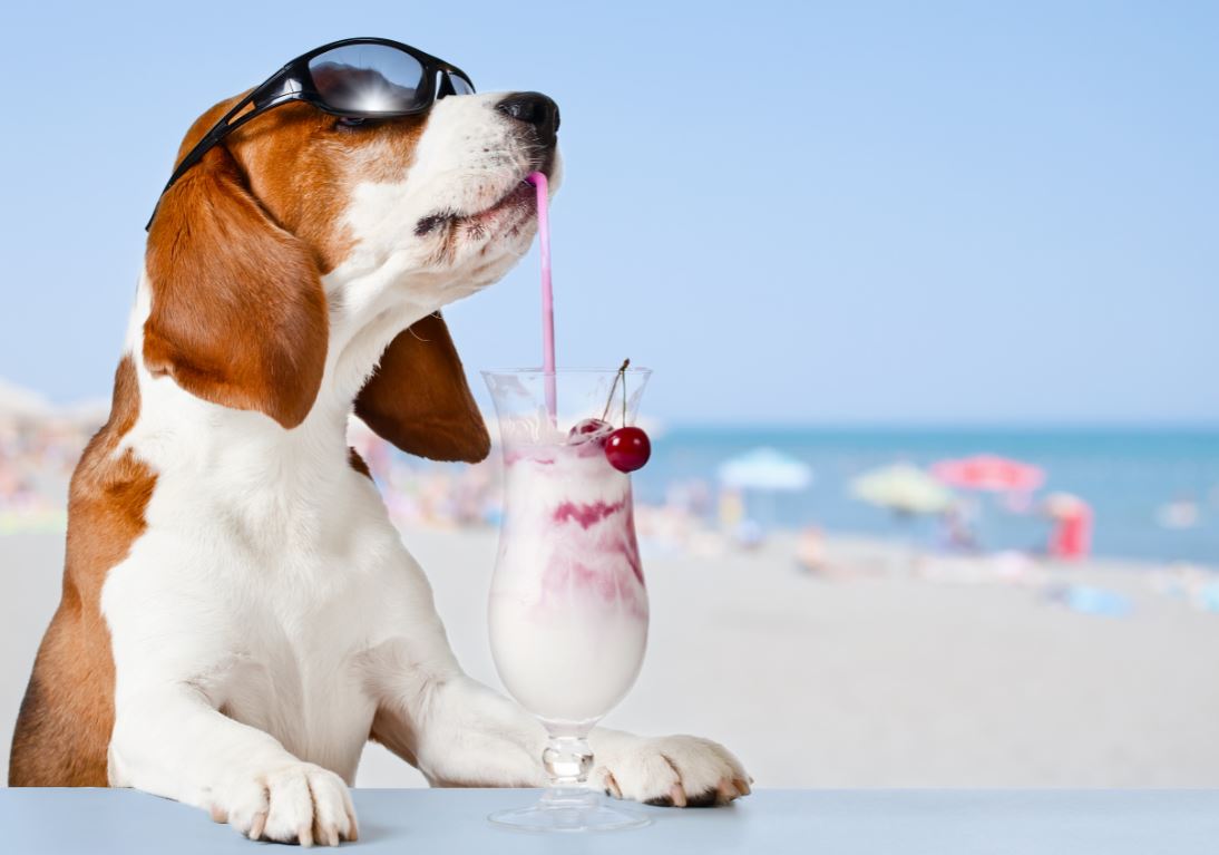dog with frozen drink